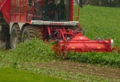 Beet Eater 625